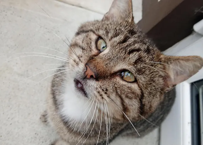 Apartamento Burren House *